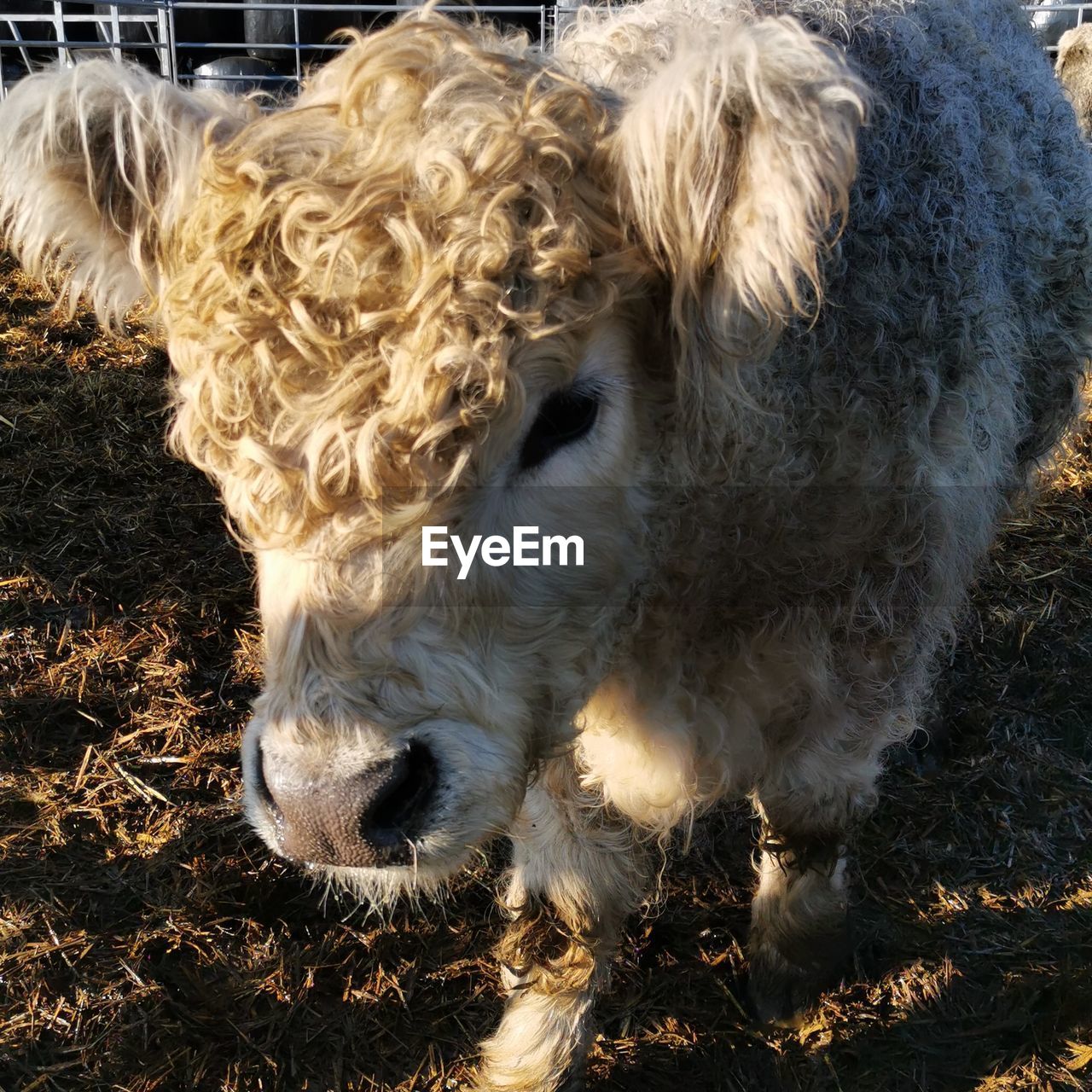 Close-up of a cow in field