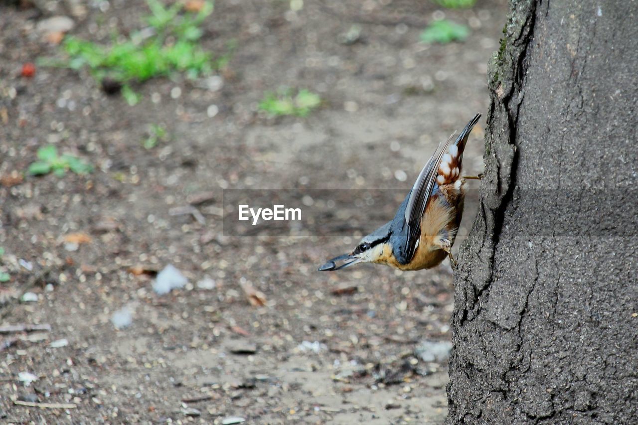 CLOSE-UP OF BIRD FLYING OVER TREE