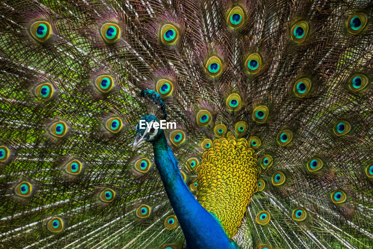 FULL FRAME SHOT OF PEACOCK FEATHERS