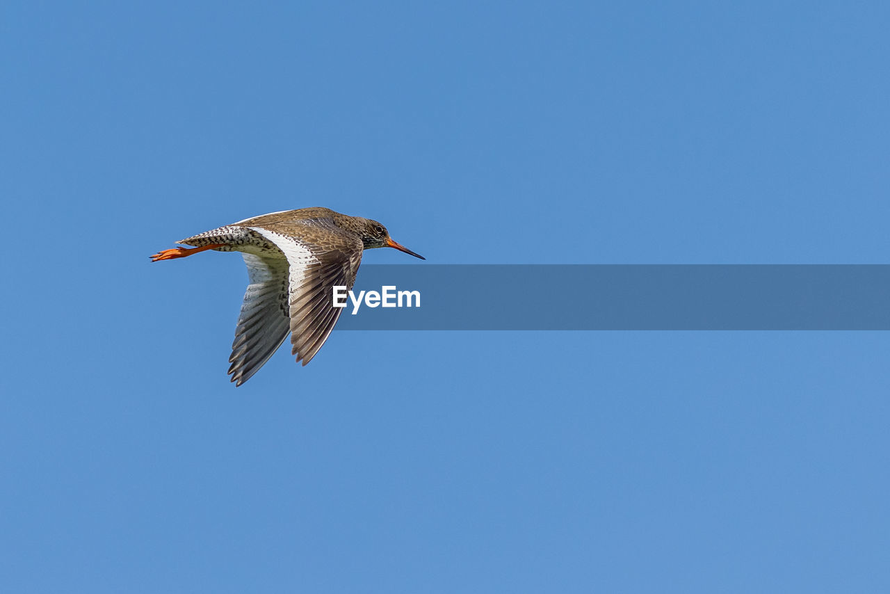 low angle view of seagull flying against clear blue sky