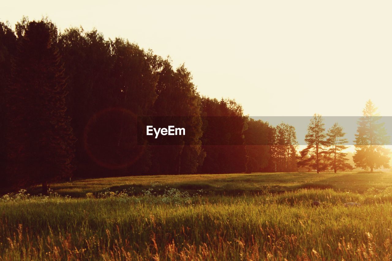 Trees growing on grassy field during sunny day