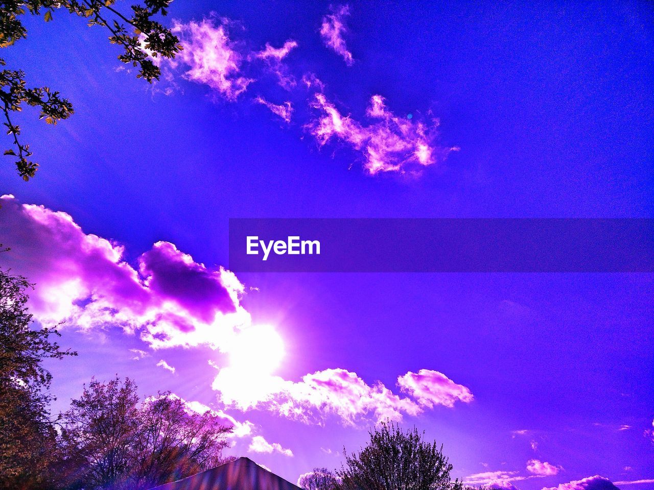 LOW ANGLE VIEW OF TREES AGAINST SKY