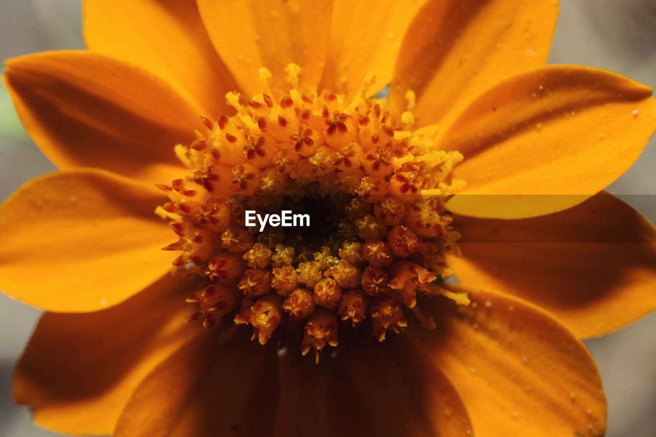 Close-up of yellow flower