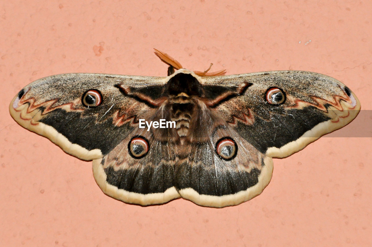 Close-up of moth