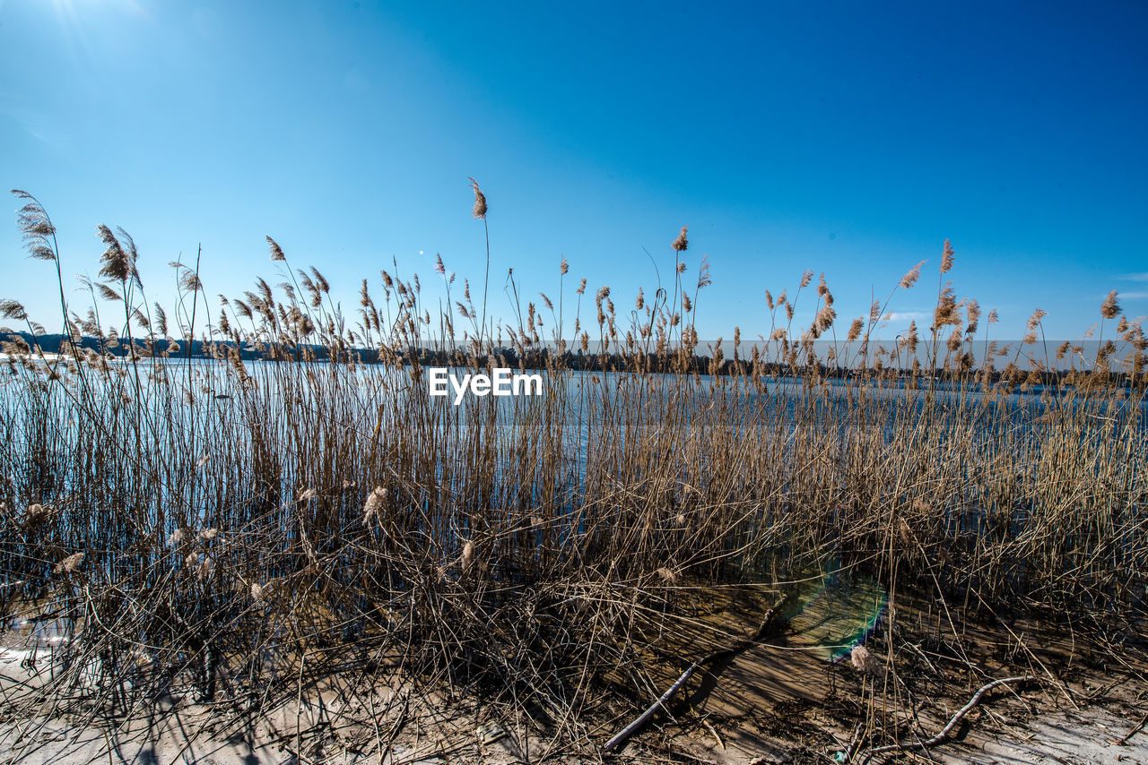 Scenic view of beach against blue sky