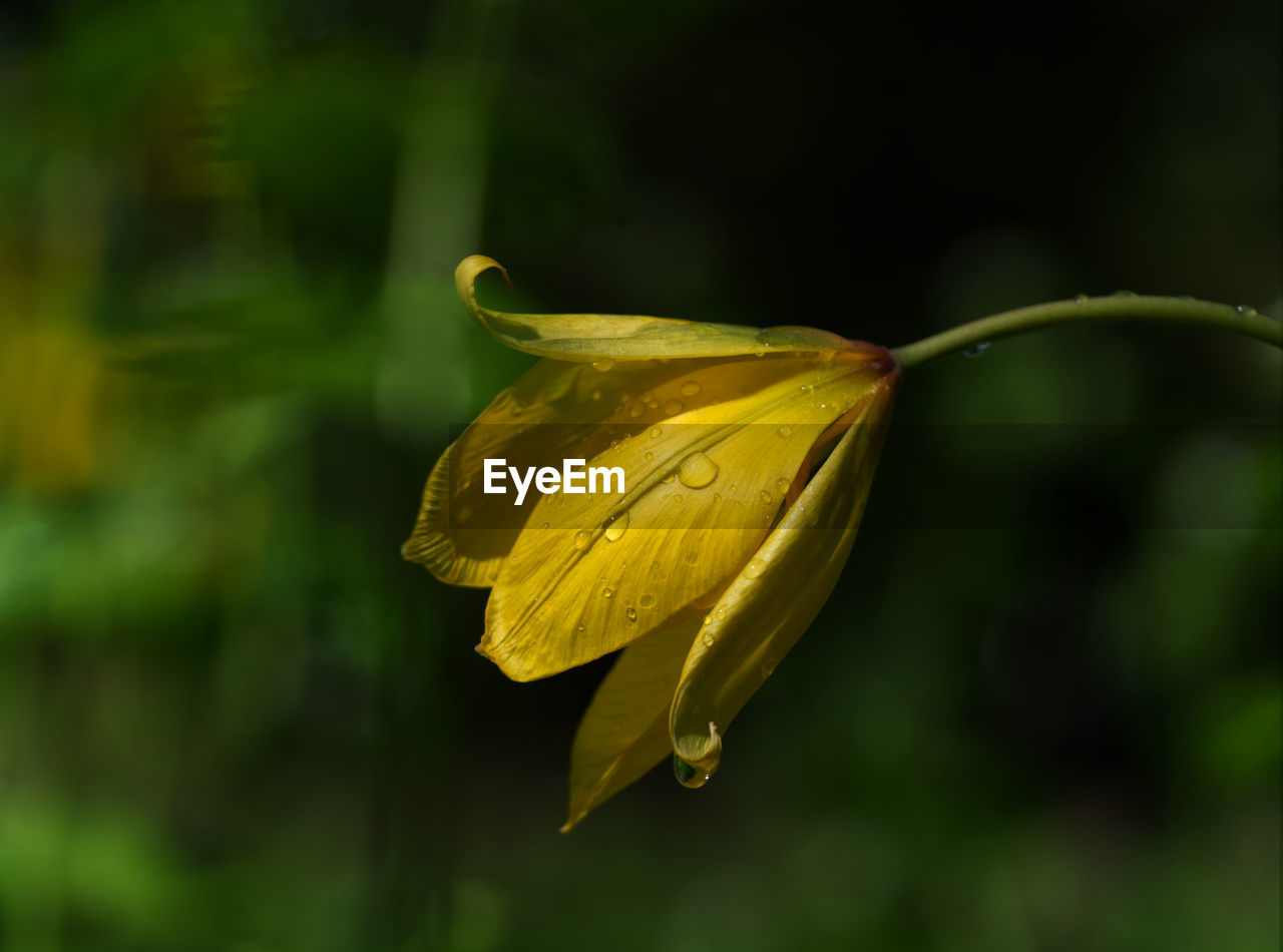 Close-up of yellow flowering plant