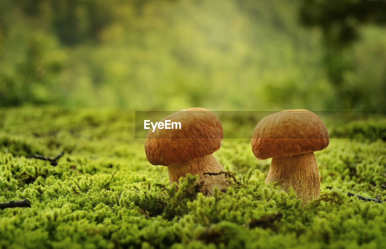 Close-up of pennybun mushrooms growing in moss