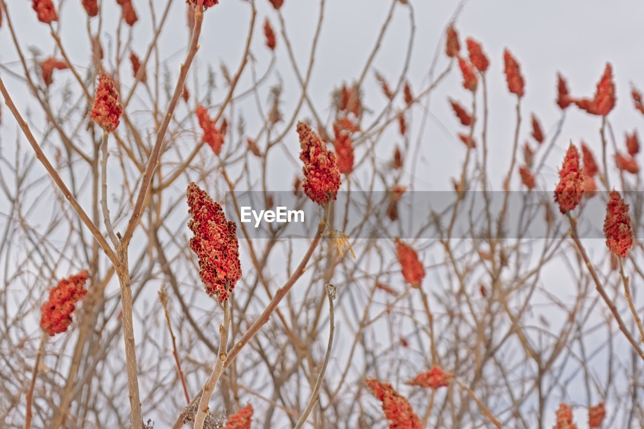 CLOSE-UP OF RED BERRIES ON TREE
