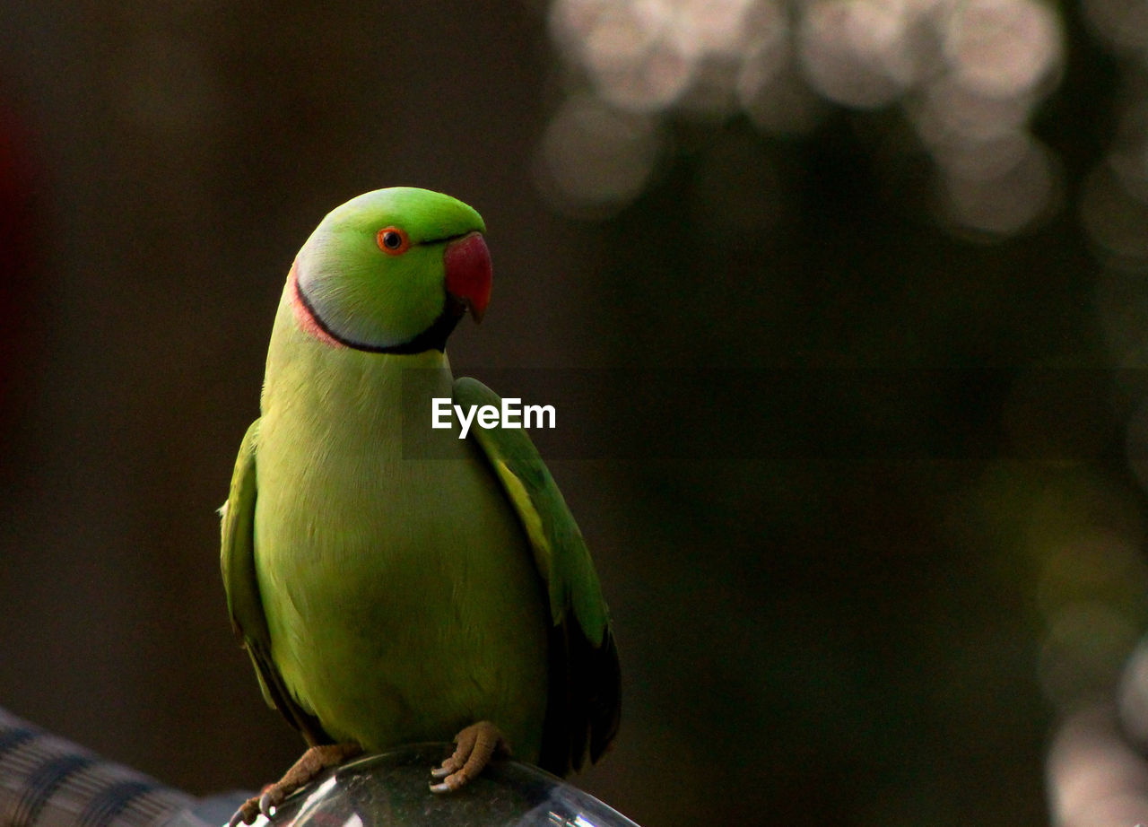 Close-up of parrot perching