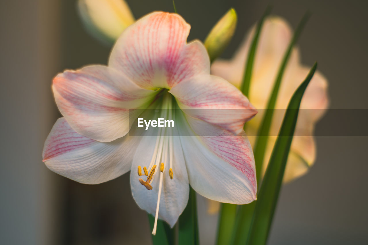 CLOSE-UP OF PINK LILY BLOOMING OUTDOORS