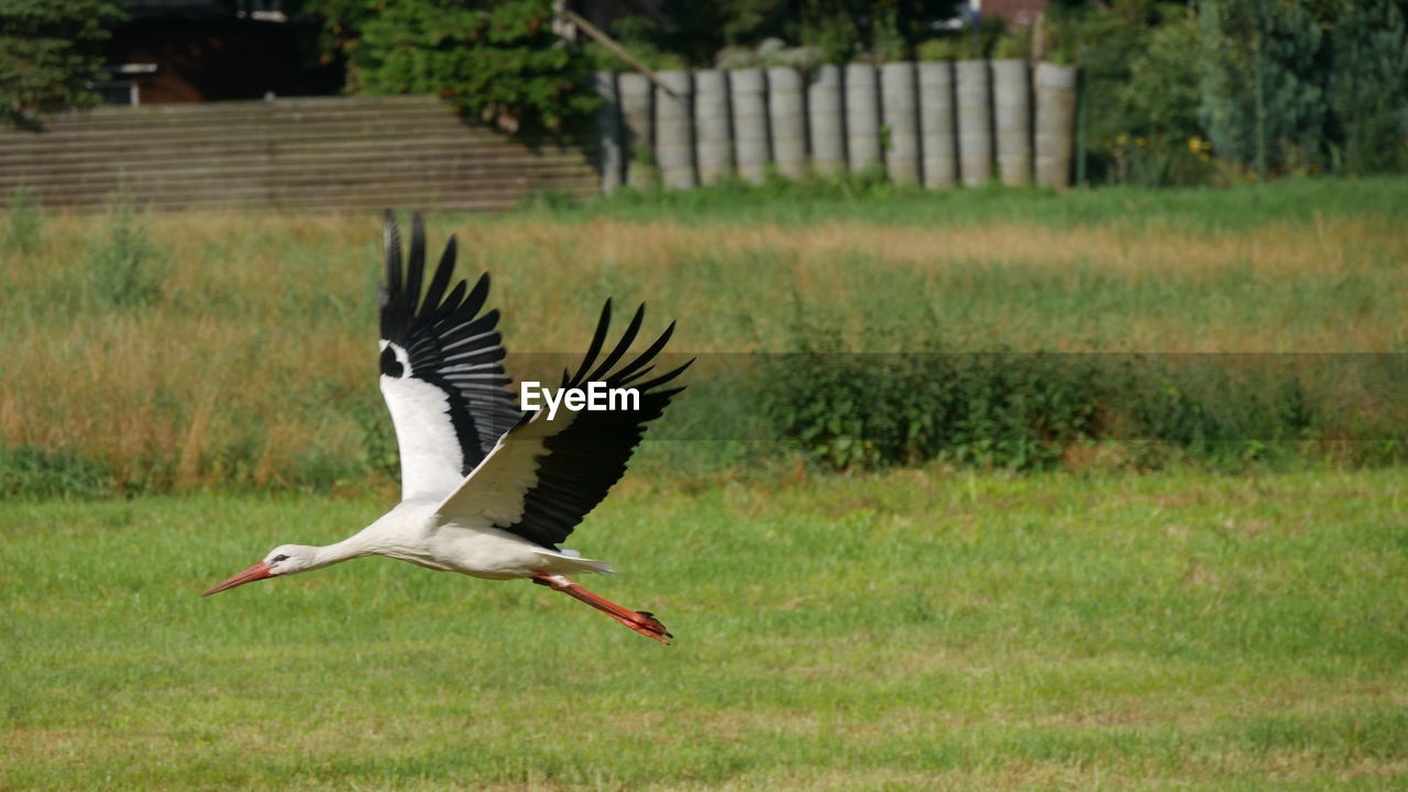 CLOSE-UP OF BIRD FLYING