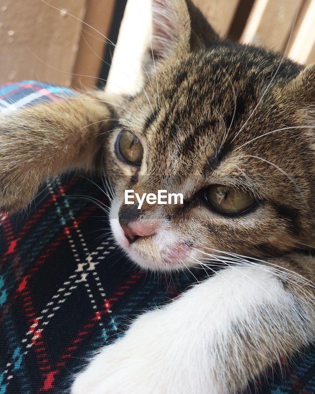 Close-up portrait of a cat