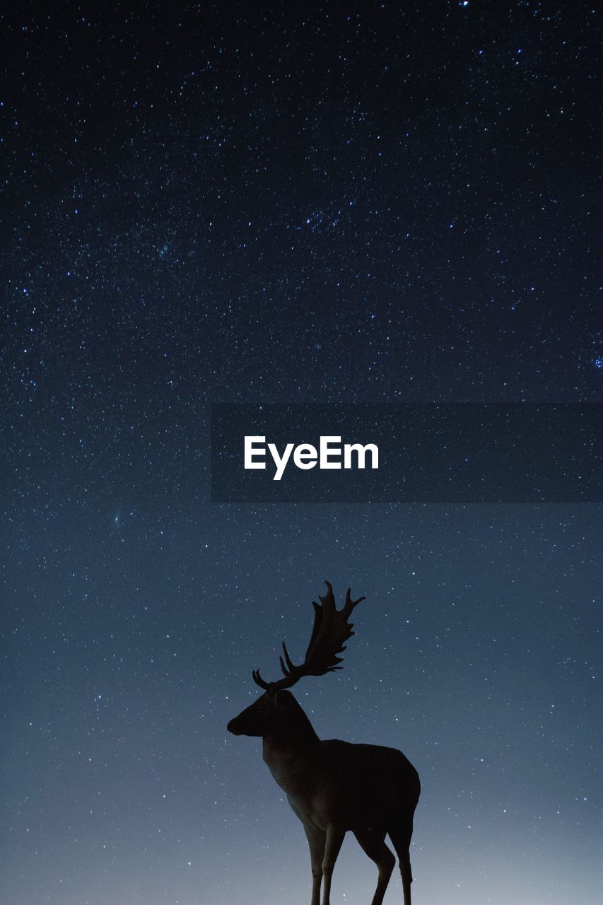 Low angle view of deer on field against sky