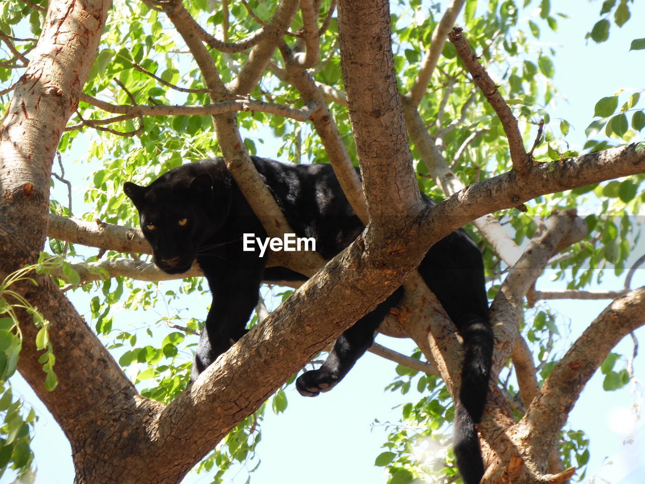 Low angle view of black leopard on tree