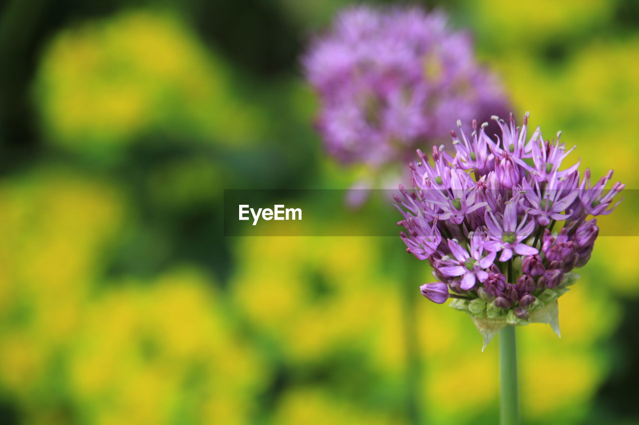 Close-up of purple flowering plant on field