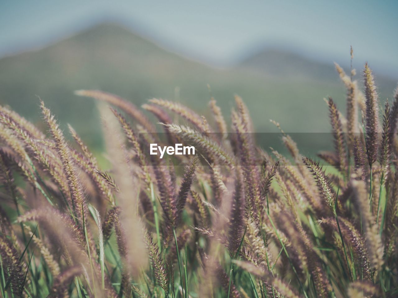 Close-up of plants growing on field