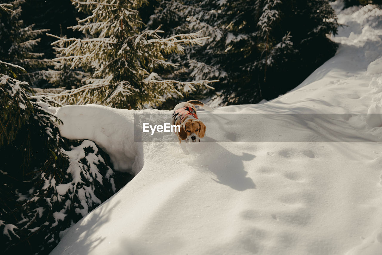 High angle view of beagle dog on snow covered land