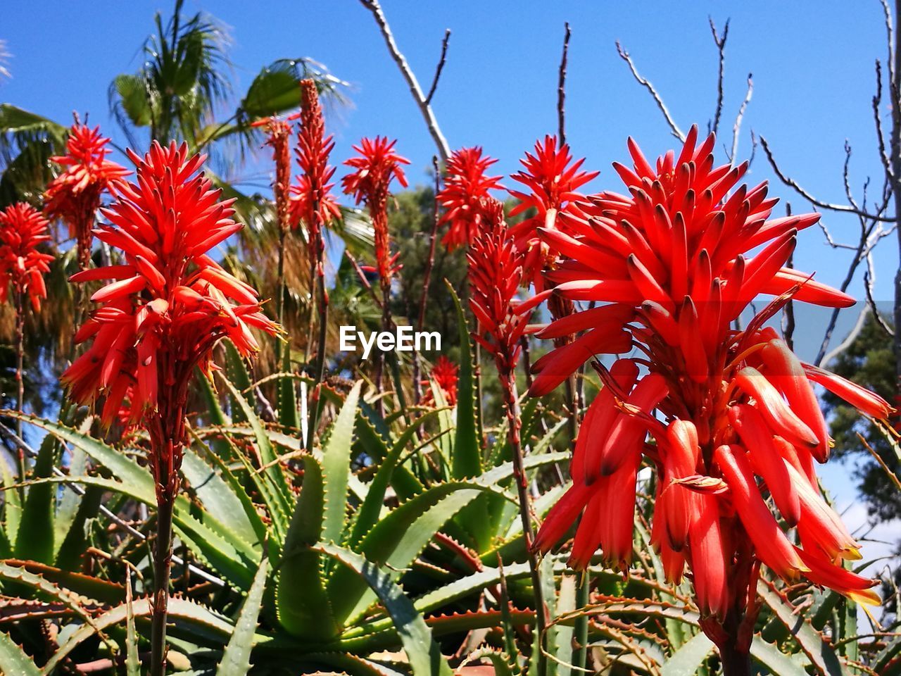 CLOSE-UP OF RED FLOWERS AND TREE