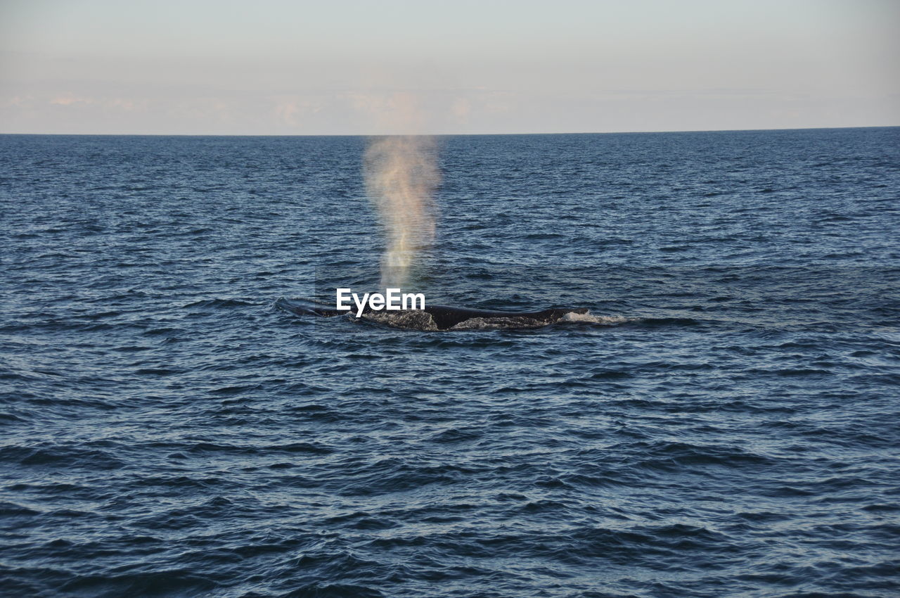 High angle view of whale swimming in sea