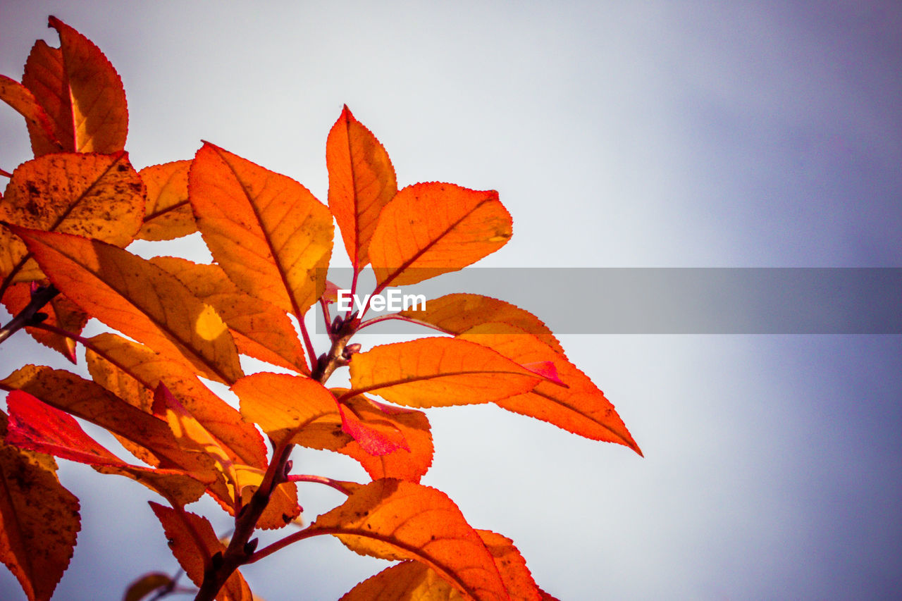 Low angle view of maple leaves against sky