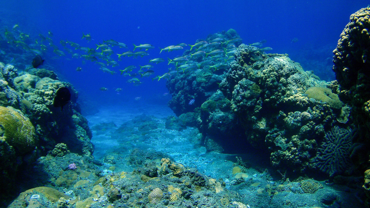 CLOSE-UP OF FISH IN SEA