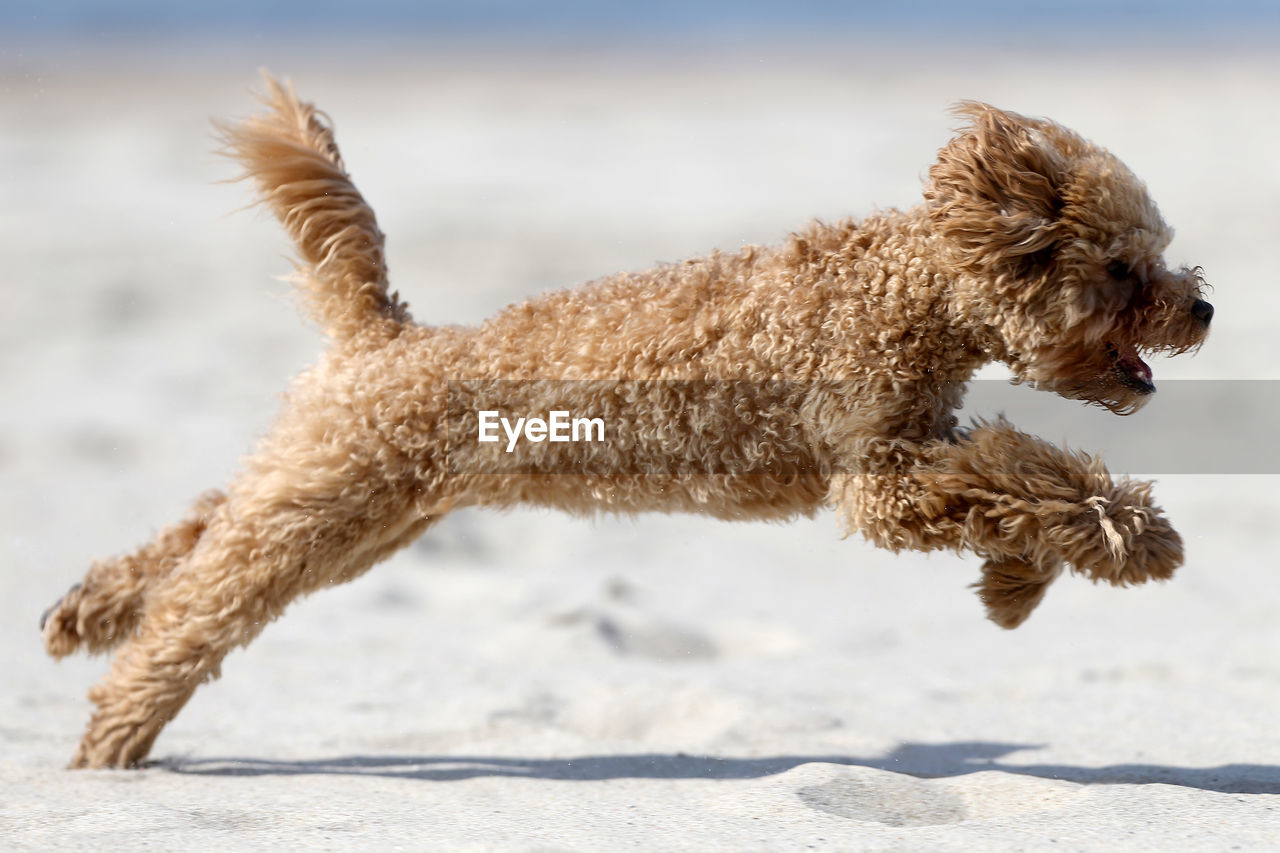 SIDE VIEW OF DOG RUNNING ON STREET