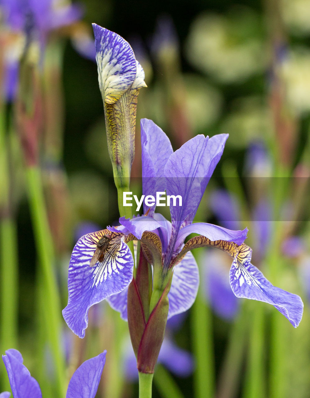 Close-up of bee on iris flower