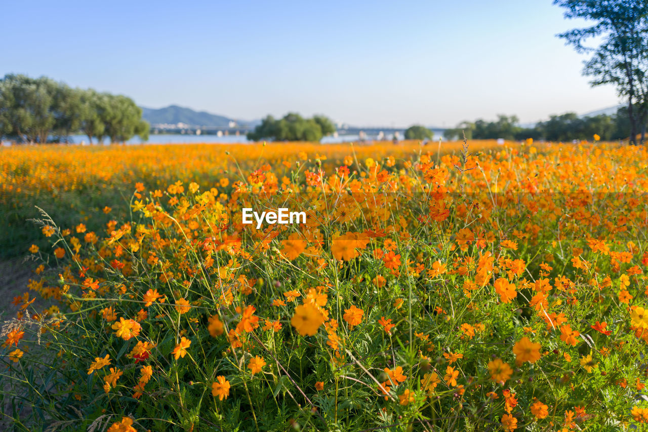 Scenic view of yellow flowering plants on field against sky