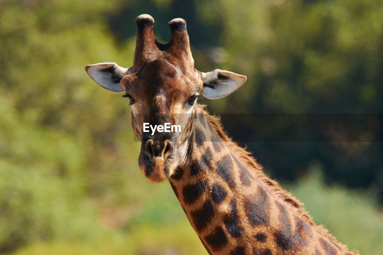 portrait of giraffe