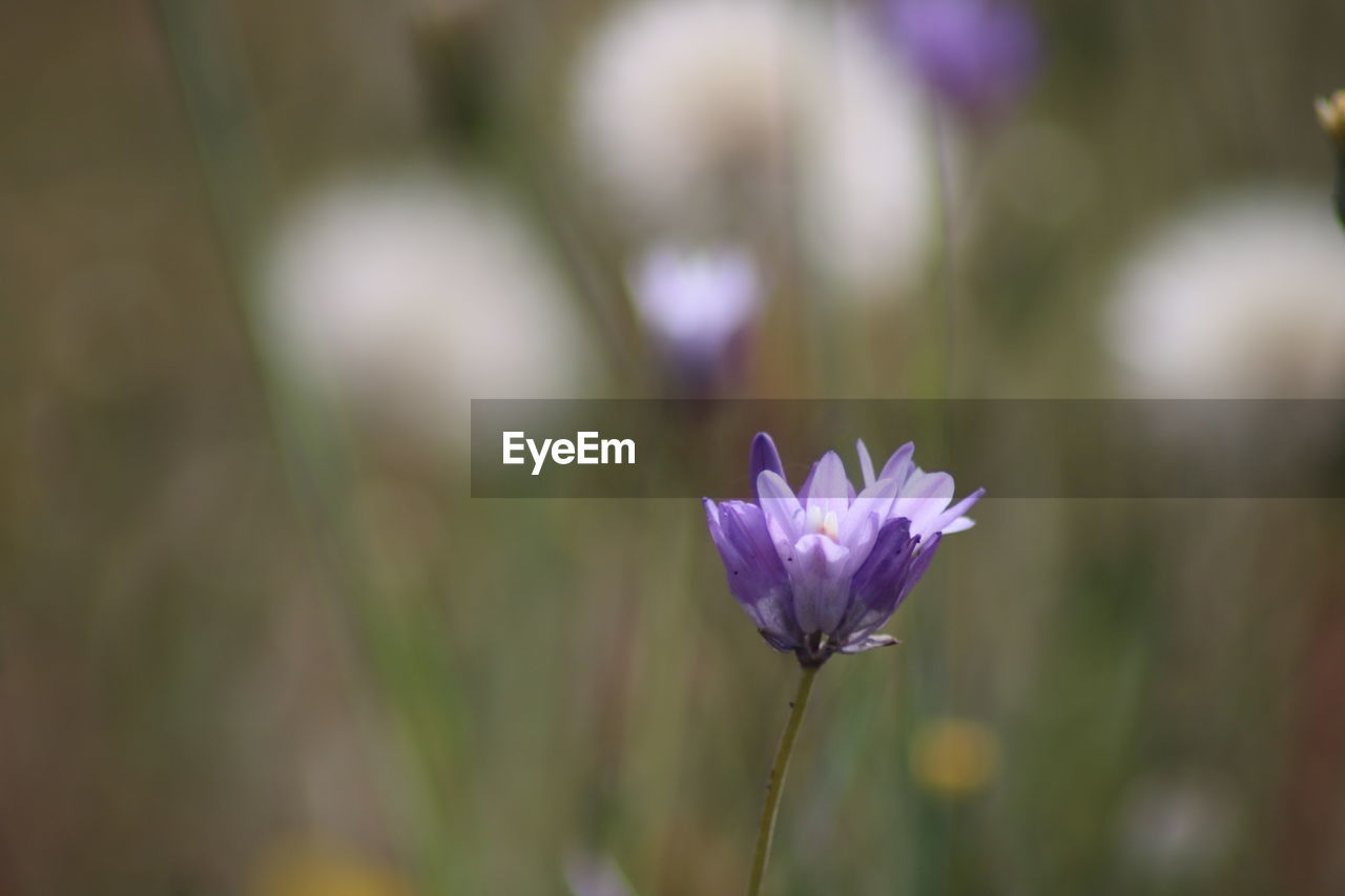 CLOSE-UP OF PURPLE CROCUS OUTDOORS