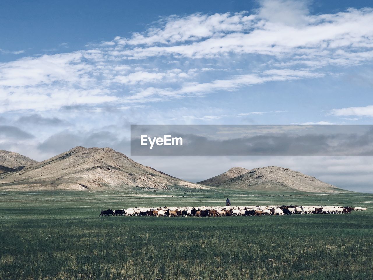 Mongolian ranch