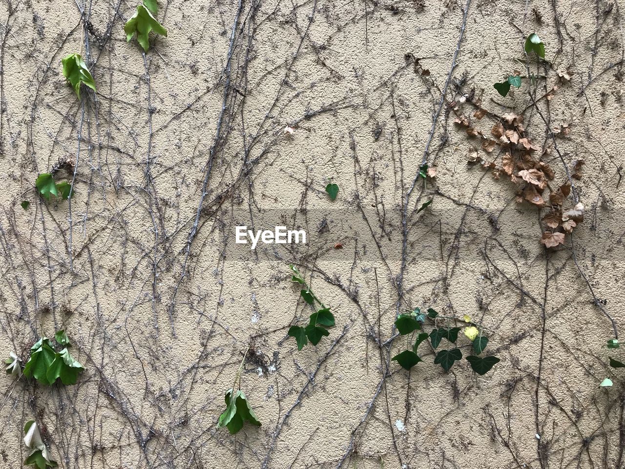 Full frame shot of ivy growing on wall