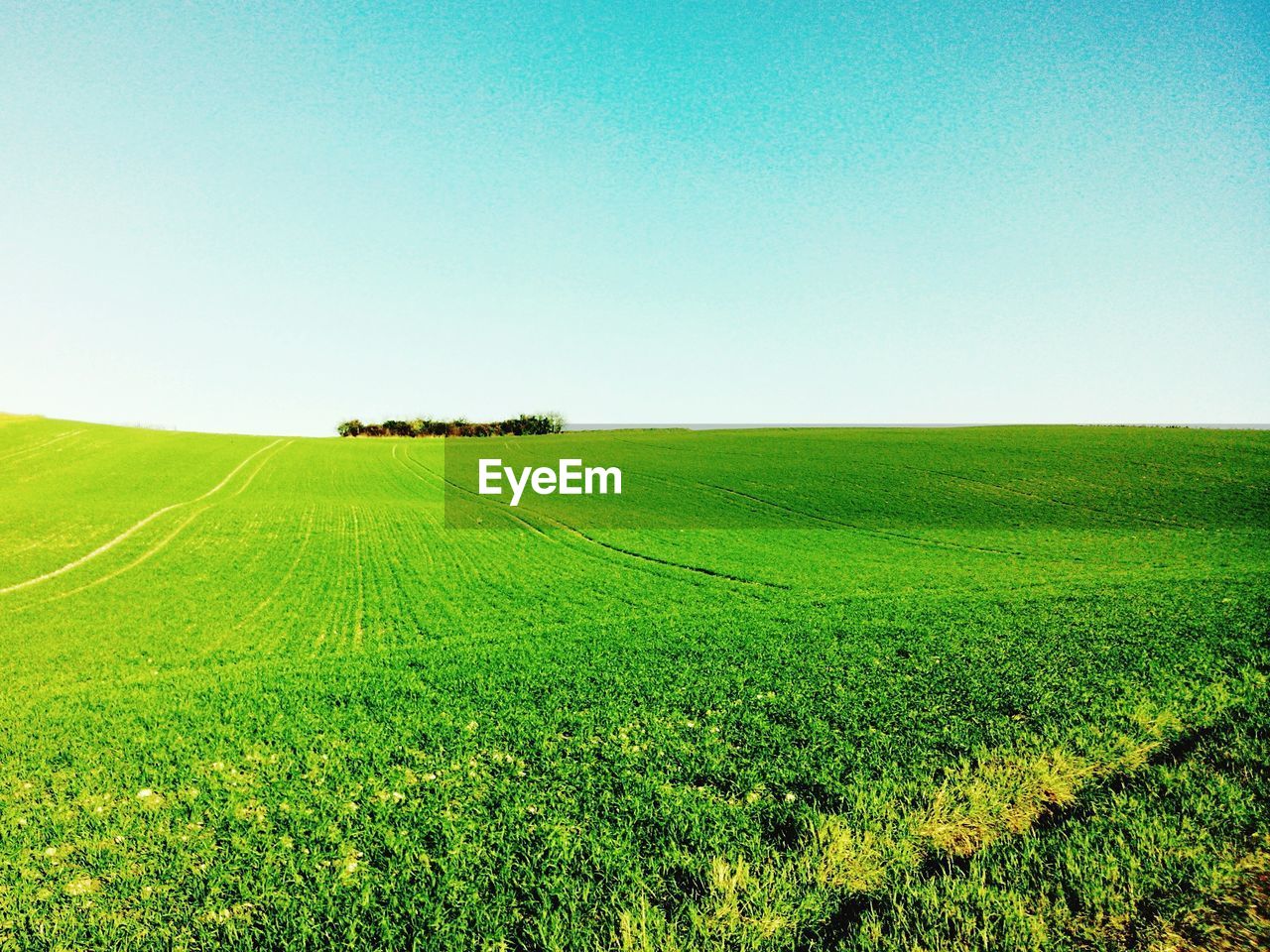 Scenic view of agricultural field against sky