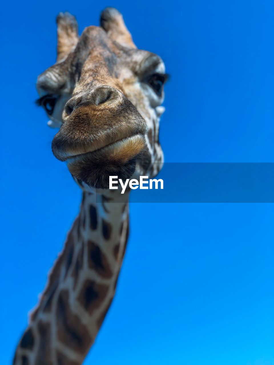 Close-up of a giraffe against blue sky