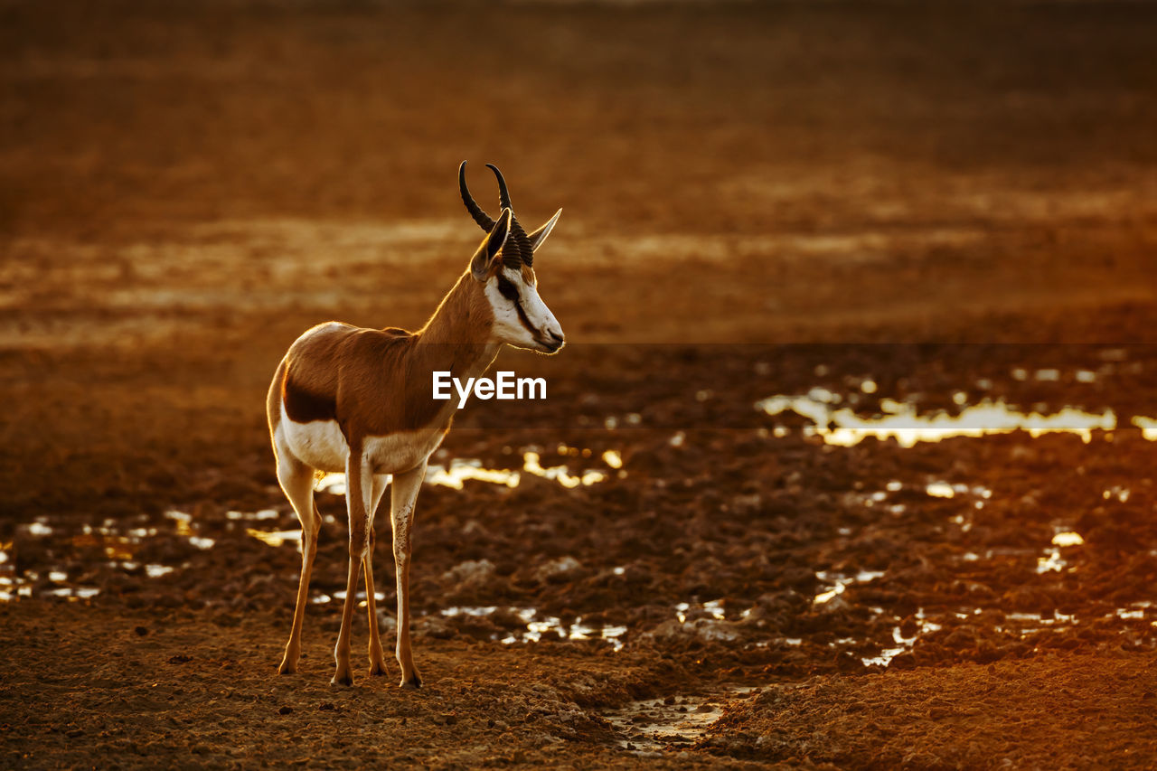 close-up of deer standing on field