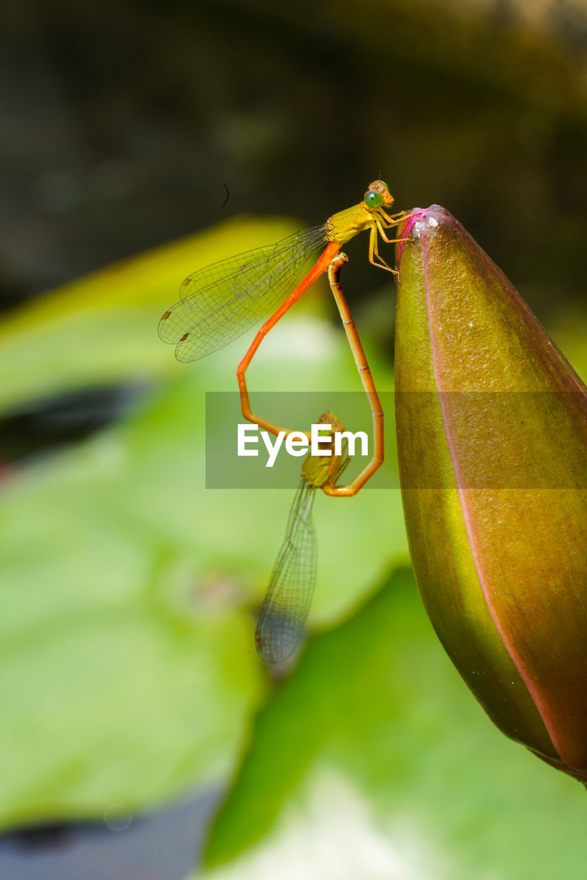 Close-up of insect on leaf