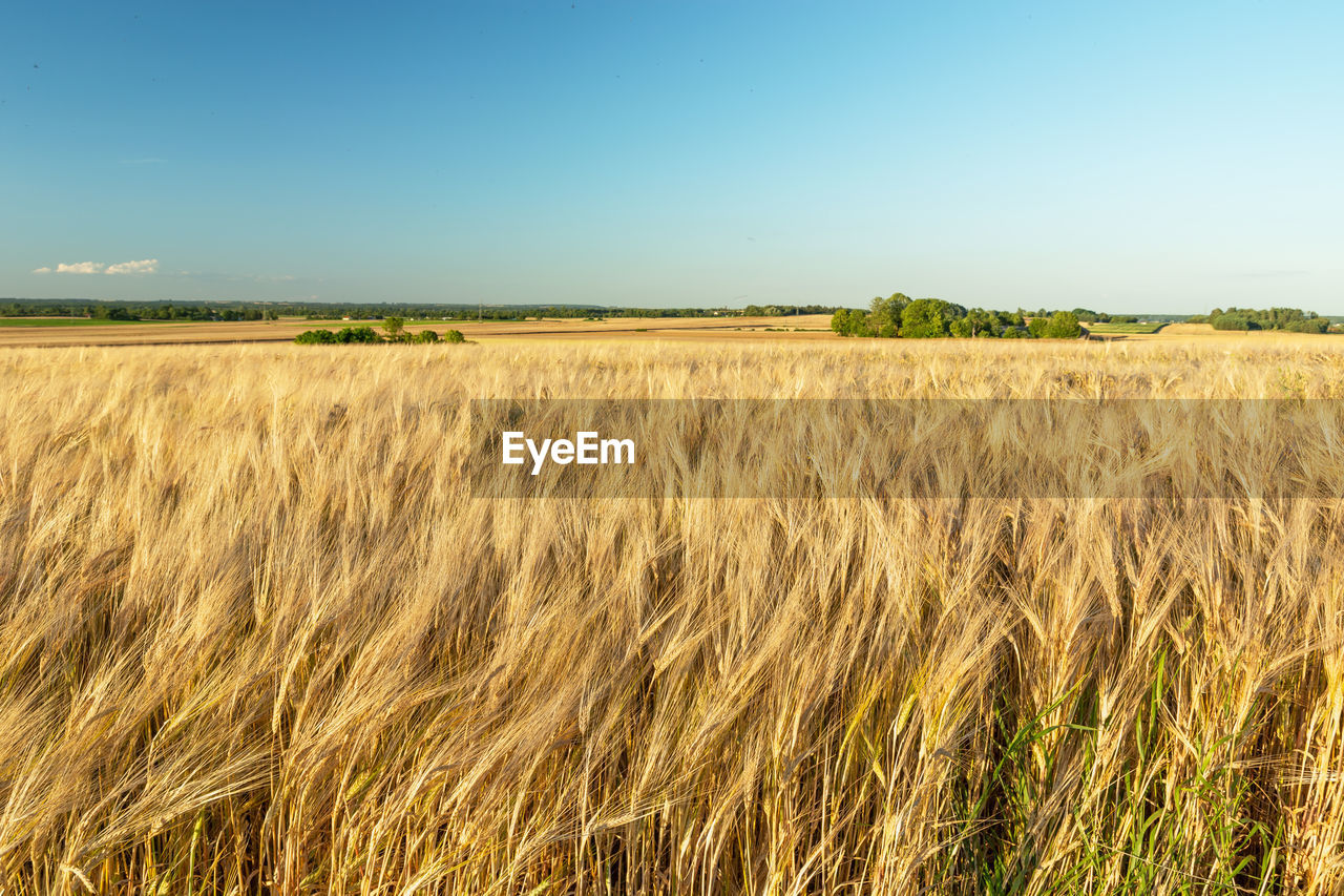 Golden barley ears, horizon and sky, summer rural landscape