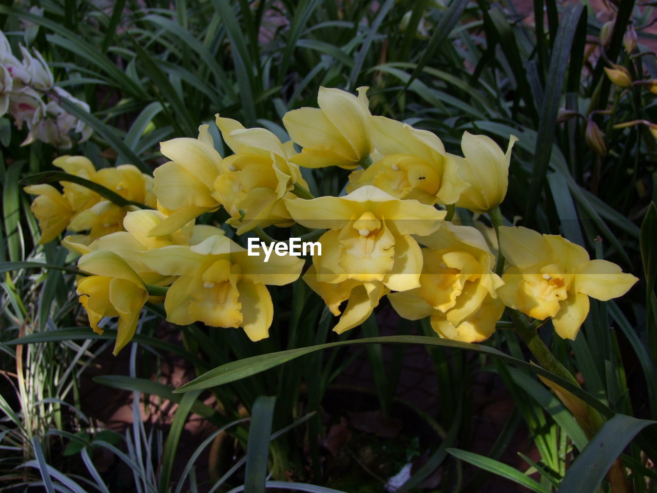 YELLOW FLOWERS BLOOMING OUTDOORS