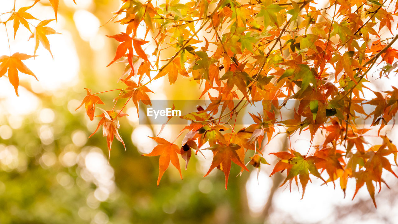 CLOSE-UP OF MAPLE LEAVES ON TREE BRANCH