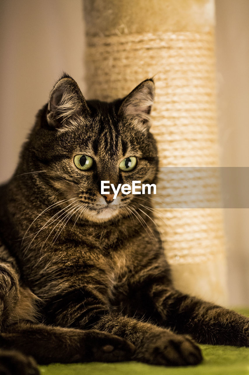 Close-up portrait of kitten sitting at home