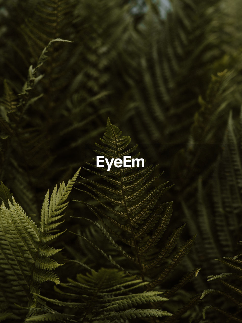 Dark and moody green ferns