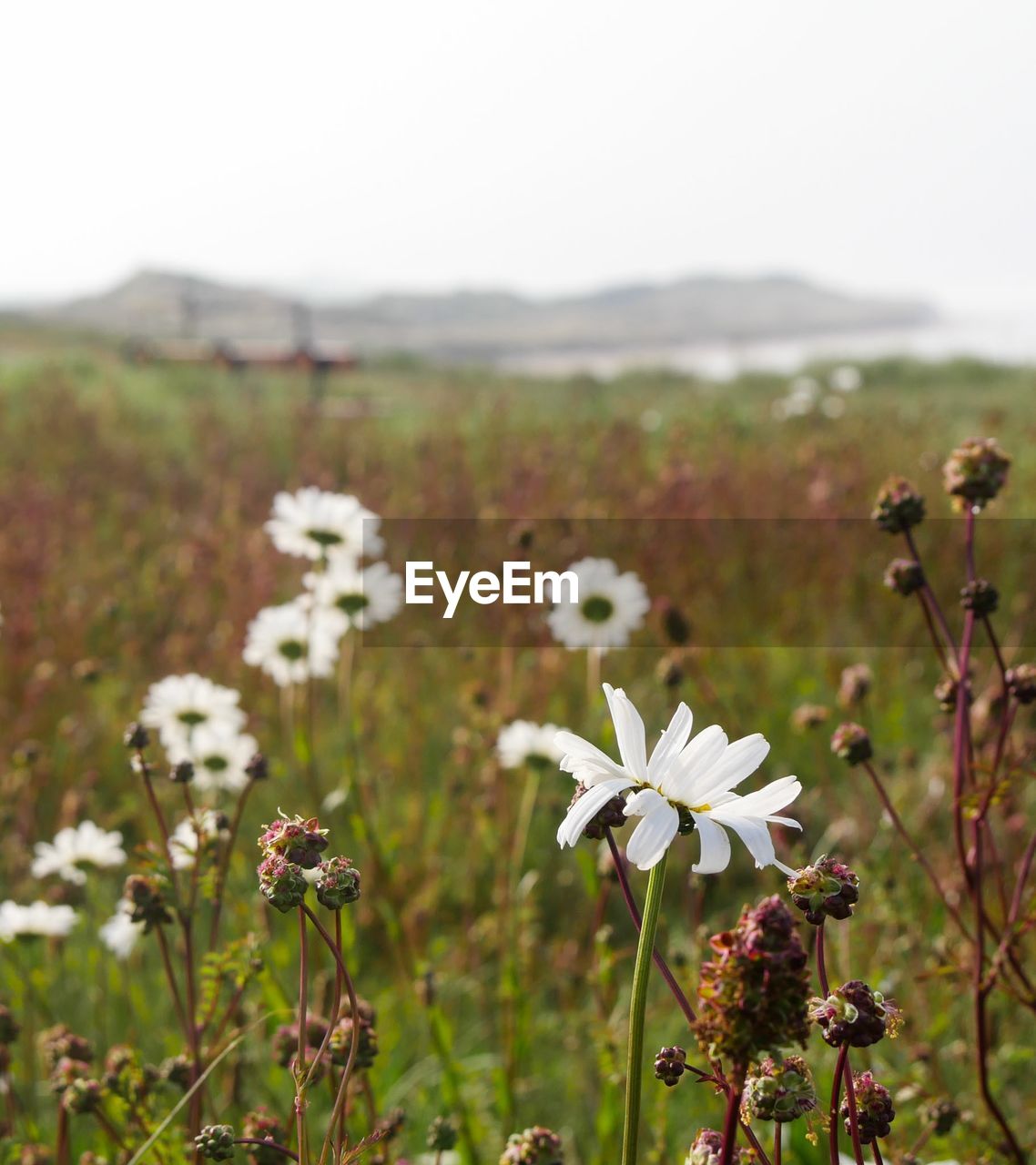 CLOSE-UP OF FLOWERING PLANT ON FIELD