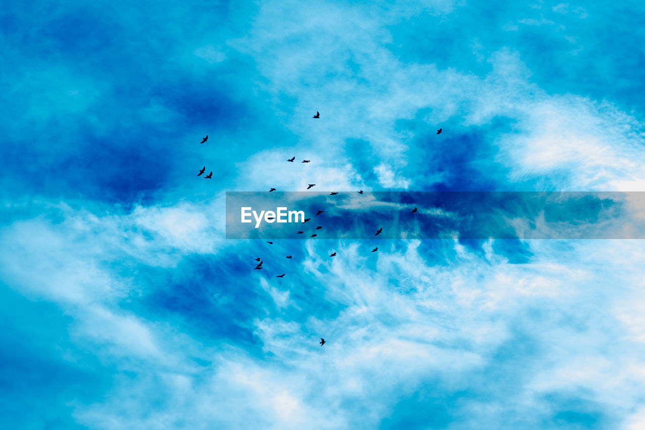 Birds in sky