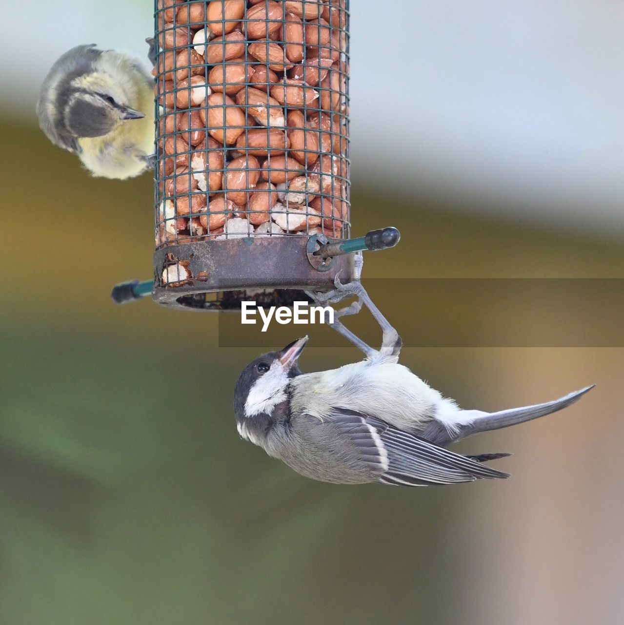 CLOSE-UP OF BIRD ON FEEDER