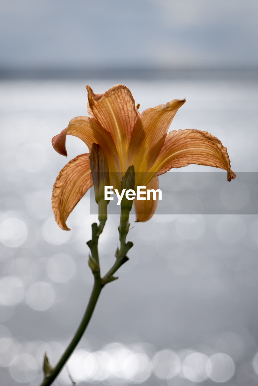 Close-up of day lily blooming against lake