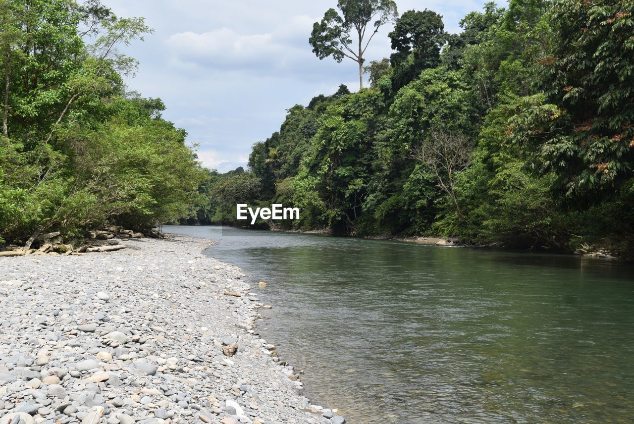 SCENIC VIEW OF RIVER BY TREES AGAINST SKY