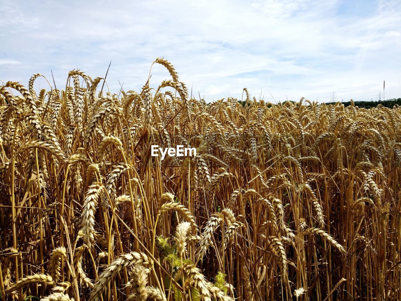 Wheat field against sky