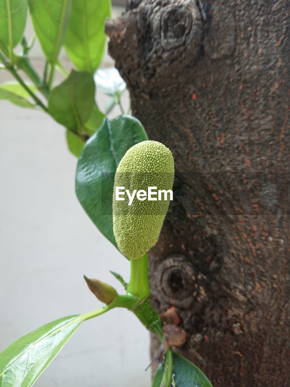 CLOSE-UP OF PLANT GROWING ON TREE