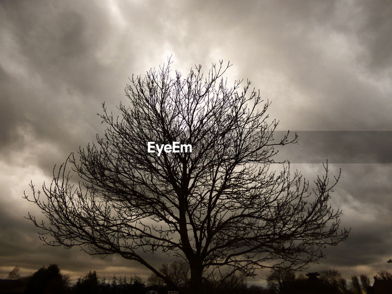 LOW ANGLE VIEW OF SILHOUETTE TREE AGAINST SKY