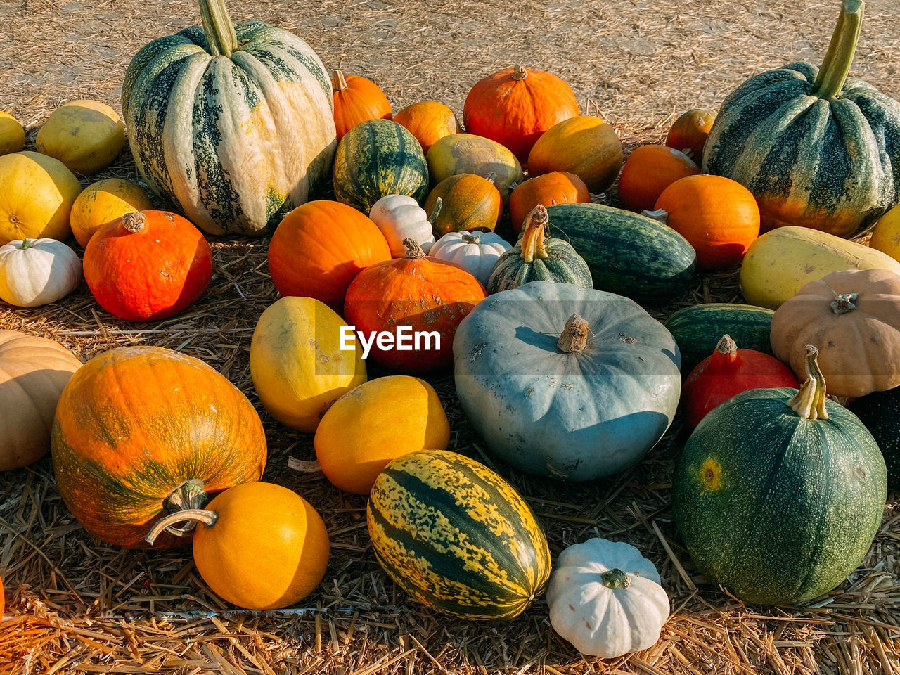 High angle view of pumpkins in market